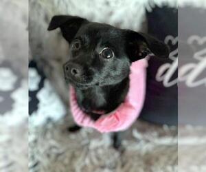 Chihuahua-Unknown Mix Dogs for adoption in Oakley, CA, USA