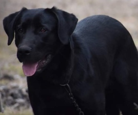 Labrador Retriever Dogs for adoption in Harrison, AR, USA