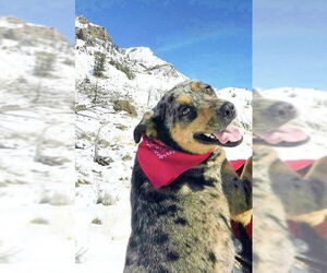 Mutt Dogs for adoption in Fort Collins, CO, USA