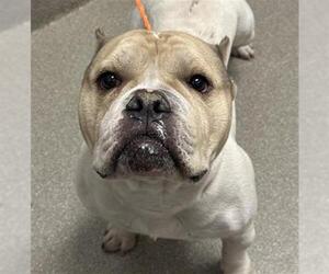 American Bulldog-Unknown Mix Dogs for adoption in Las Vegas, NV, USA