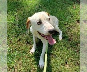 Black and Tan Coonhound-Labrador Retriever Mix Dogs for adoption in Denison, TX, USA
