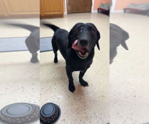 Dachshund-Unknown Mix Dogs for adoption in York, SC, USA