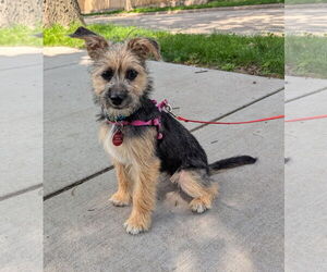 Mutt Dogs for adoption in St. Louis Park, MN, USA