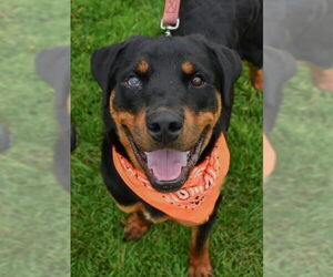 Rottweiler Dogs for adoption in Hillsboro, NH, USA