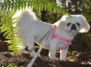Pekingese Dogs for adoption in Bellevue, WA, USA