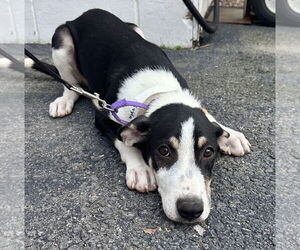 Mutt Dogs for adoption in Sterling, MA, USA