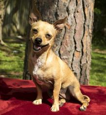 Chihuahua Dogs for adoption in Santa Fe, TX, USA