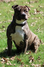 Boxer-Mastiff Mix Dogs for adoption in Virginia Beach, VA, USA