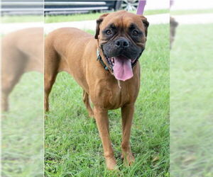 Boxer Dogs for adoption in Dumont, NJ, USA