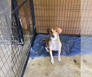 Mutt Dogs for adoption in Jackson Township, NJ, USA