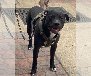 American Pit Bull Terrier-Unknown Mix Dogs for adoption in Rancho Cucamonga, CA, USA
