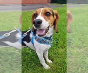 Beagle Dogs for adoption in Fultonham, NY, USA