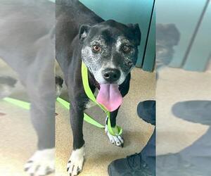 Mutt Dogs for adoption in Newton, NC, USA