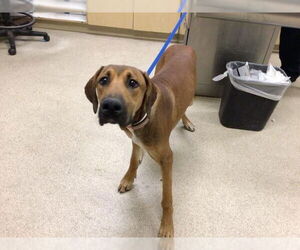 Redbone Coonhound-Unknown Mix Dogs for adoption in Riverside, CA, USA