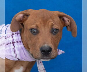 Retriever -Unknown Mix Dogs for adoption in Pasadena, CA, USA