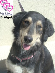 Collie-German Shepherd Dog Mix Dogs for adoption in Canutillo, TX, USA