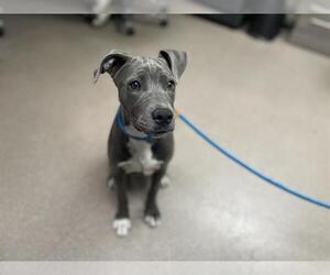 American Pit Bull Terrier Dogs for adoption in Pasadena, CA, USA