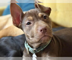 Mutt Dogs for adoption in Candler, NC, USA