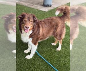 Australian Shepherd Dogs for adoption in Baytown, TX, USA