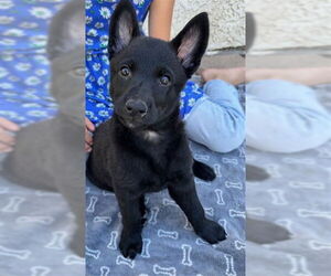 Mutt Dogs for adoption in Camarillo, CA, USA