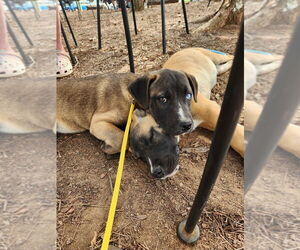 Huskies -Unknown Mix Dogs for adoption in garner, NC, USA