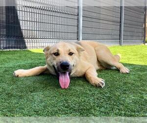 German Shepherd Dog-Unknown Mix Dogs for adoption in Orange, CA, USA