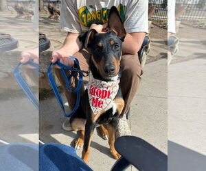 Doberman Pinscher-Unknown Mix Dogs for adoption in Fort Collins, CO, USA