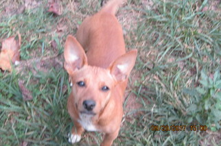 Miniature Pinscher Dogs for adoption in Rutledge, TN, USA
