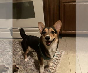 Cardigan Welsh Corgi Dogs for adoption in St. Louis Park, MN, USA