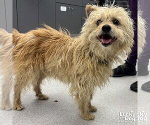 Mutt Dogs for adoption in Washington, DC, USA