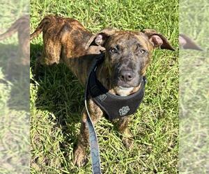 Plott Hound Dogs for adoption in Fort Lauderdale, FL, USA