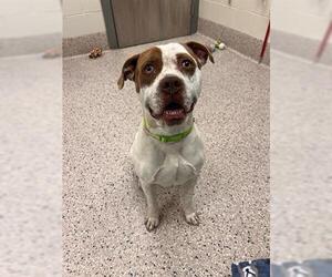 American Pit Bull Terrier Dogs for adoption in Brighton, CO, USA