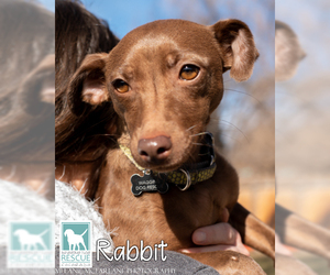 Malti-Pin Dogs for adoption in Carlsbad, CA, USA