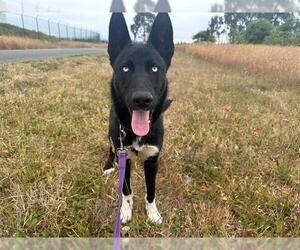 German Shepherd Dog-Unknown Mix Dogs for adoption in McKinleyville, CA, USA