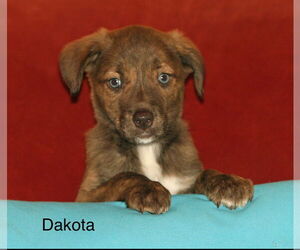 Plott Hound-Unknown Mix Dogs for adoption in Rockaway, NJ, USA