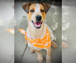Mutt Dogs for adoption in Tulsa, OK, USA
