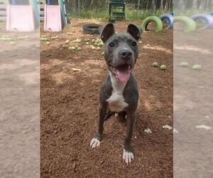 Mutt Dogs for adoption in Peoria, IL, USA