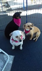 Miniature Pinscher-Unknown Mix Dogs for adoption in San Diego, CA, USA