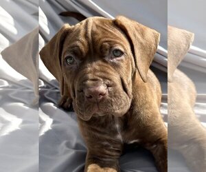 Mutt Dogs for adoption in Goodyear, AZ, USA