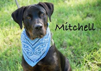 Mutt Dogs for adoption in Minneola, FL, USA
