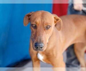 Vizsla Dogs for adoption in Pasadena, CA, USA