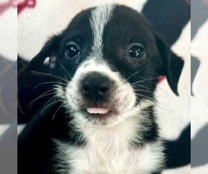 Mutt Dogs for adoption in Jefferson, WI, USA