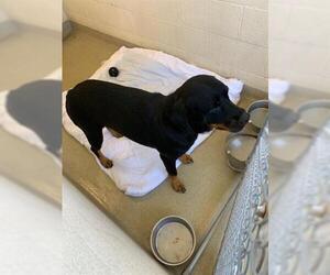 Rottweiler Dogs for adoption in Vero Beach, FL, USA