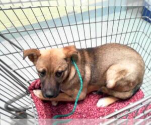 German Shepherd Dog-Unknown Mix Dogs for adoption in Tulsa, OK, USA