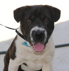 Border Collie-Chinese Shar-Pei Mix Dogs for adoption in Lytle, TX, USA