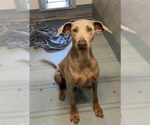 Doberman Pinscher Dogs for adoption in Baytown, TX, USA
