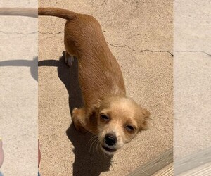 Chihuahua-Unknown Mix Dogs for adoption in Midland, TX, USA