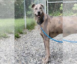 Catahoula Leopard Dog-Unknown Mix Dogs for adoption in Anchorage, AK, USA