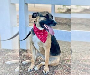 German Shepherd Dog-Unknown Mix Dogs for adoption in San Diego, CA, USA