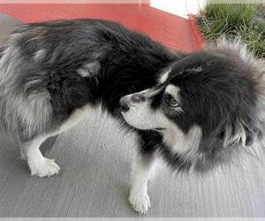 Siberian Husky-Unknown Mix Dogs for adoption in Houston, TX, USA